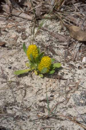 Polygala smallii