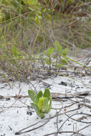 Polygala smallii