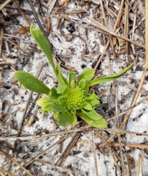 Polygala smallii