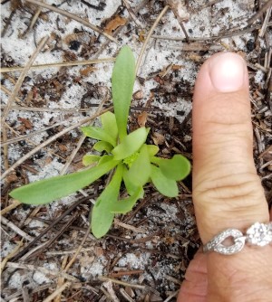 Polygala smallii