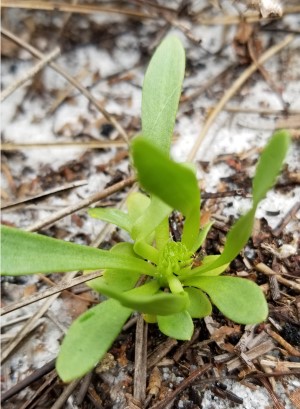 Polygala smallii