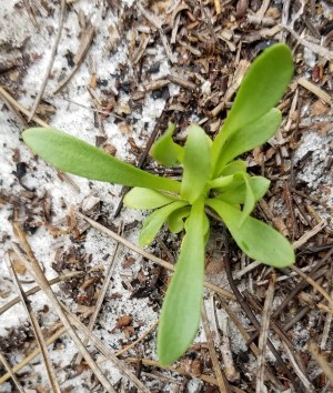 Polygala smallii