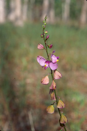 Polygala violacea