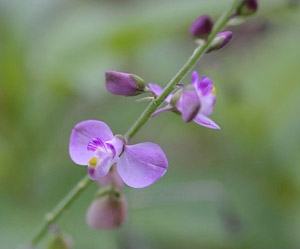 Polygala violacea