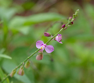 Polygala violacea