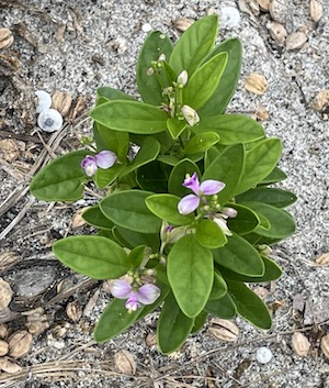 Polygala violacea