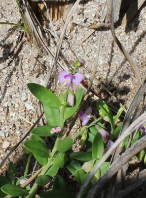 Polygala violacea