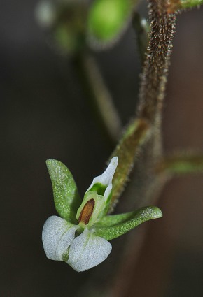 Ponthieva brittoniae