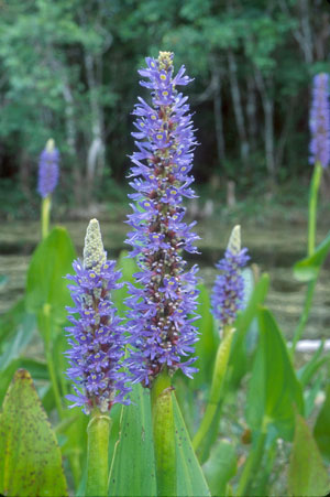 Pontederia cordata