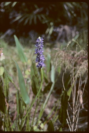 Pontederia cordata