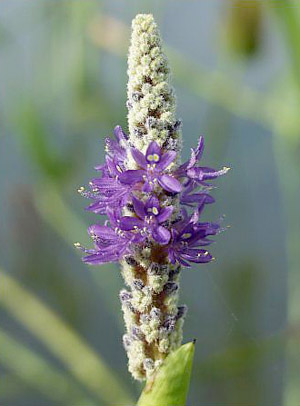 Pontederia cordata