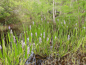 Pontederia cordata