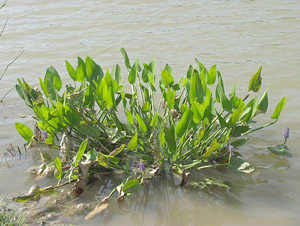 Pontederia cordata