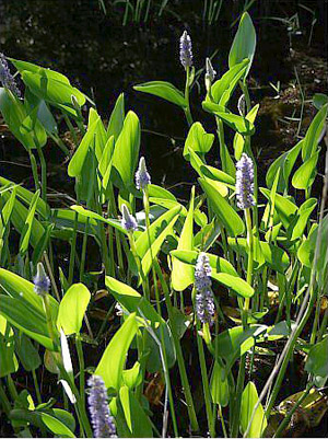 Pontederia cordata