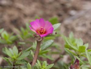 Portulaca amilis