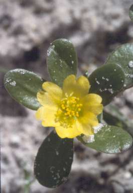 Portulaca oleracea