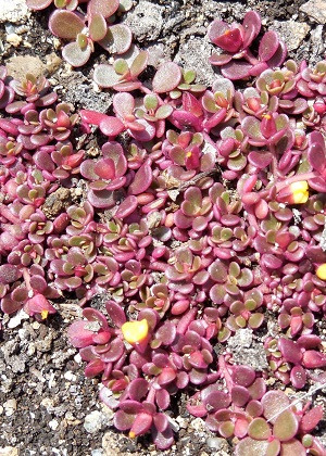 Portulaca oleracea