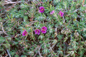 Portulaca pilosa