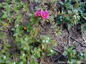 Portulaca pilosa