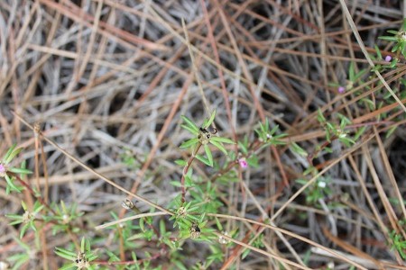 Portulaca pilosa