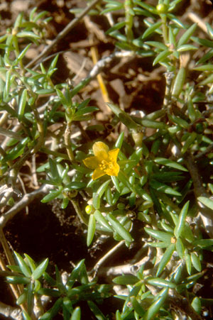 Portulaca rubricaulis