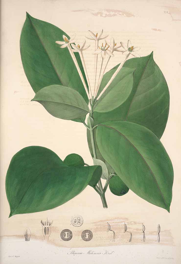 Posoqueria latifolia