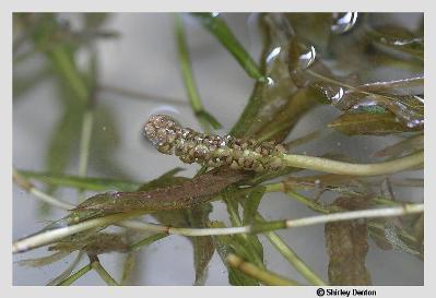 Potamogeton illinoensis