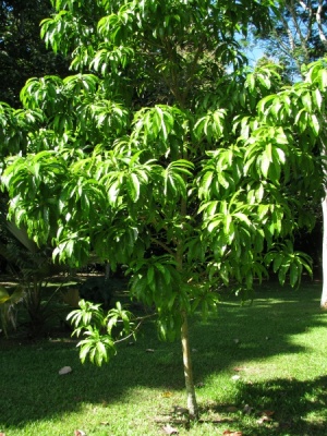 Pouteria campechiana