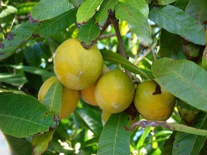 Pouteria campechiana