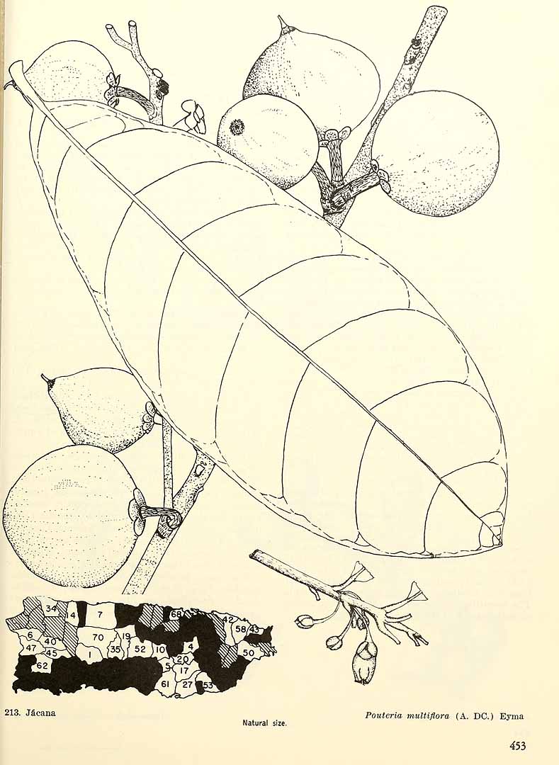 Pouteria multiflora