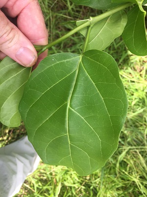 Premna odorata