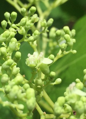 Premna odorata