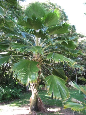 Pritchardia pacifica