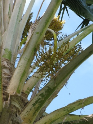 Pritchardia pacifica