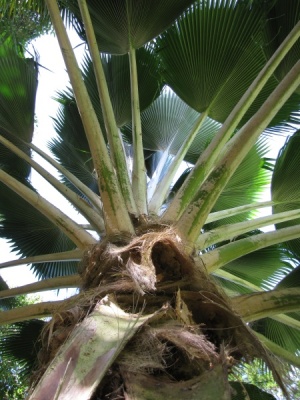 Pritchardia pacifica