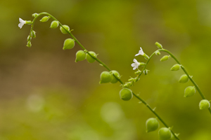 Priva lappulacea
