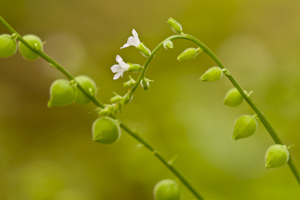 Priva lappulacea