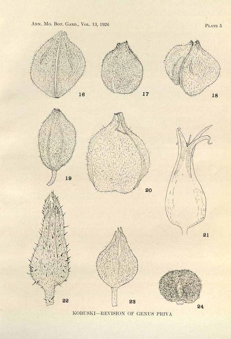 Priva portoricensis