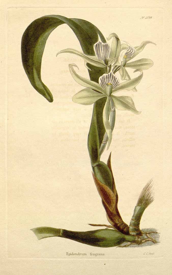 Prosthechea fragrans