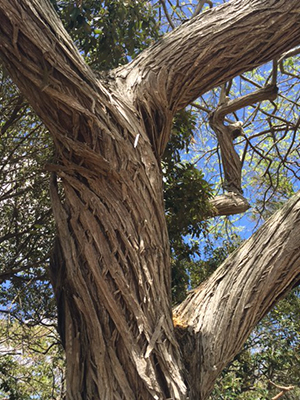 Prosopis juliflora