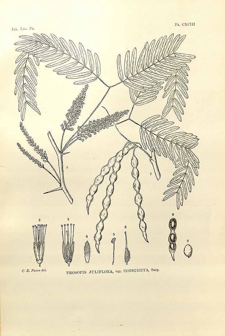 Prosopis juliflora