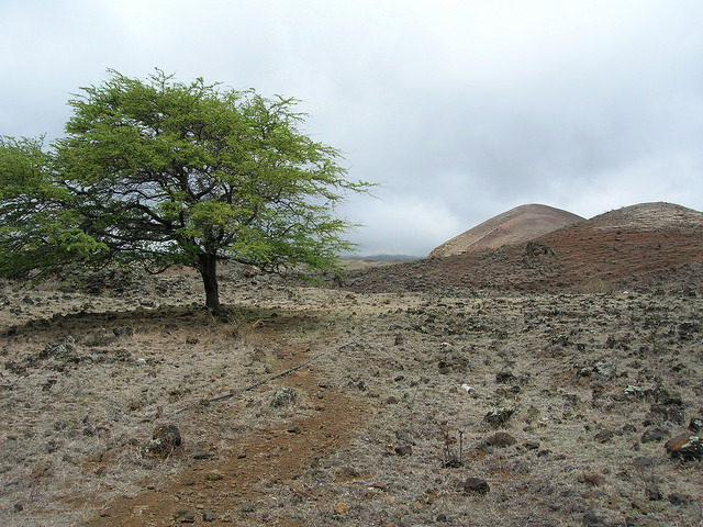 Prosopis pallida