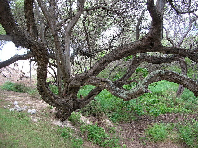 Prosopis pallida