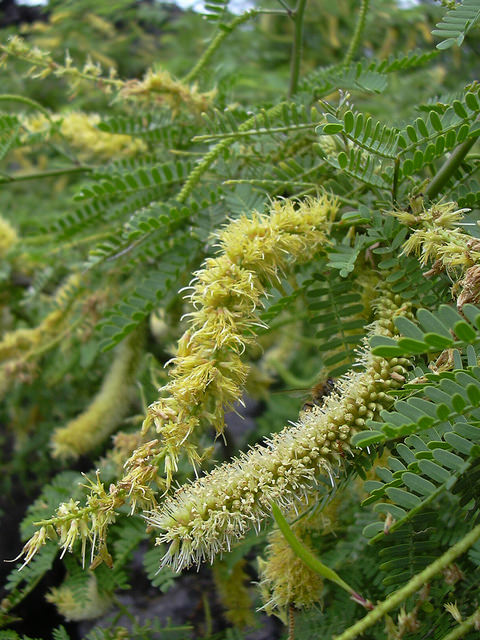 Prosopis pallida