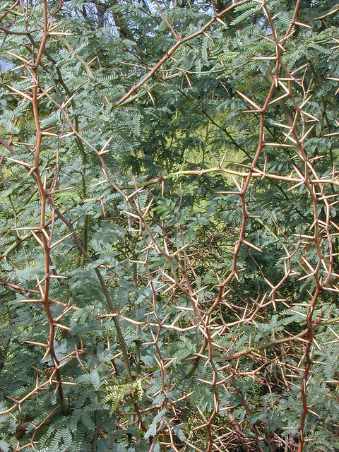 Prosopis pallida