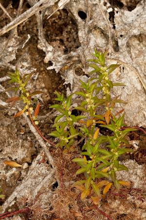 Proserpinaca palustris