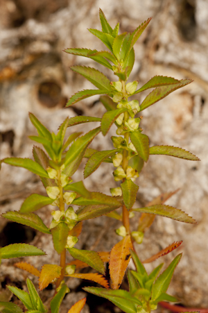 Proserpinaca palustris