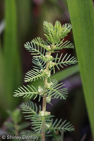 Proserpinaca pectinata