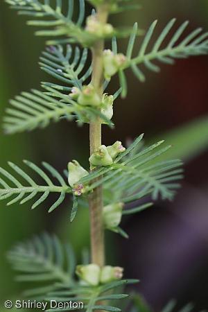 Proserpinaca pectinata