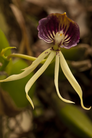 Prosthechea cochleata